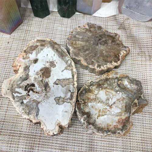 厂家天然原石木化石切片生物化石家居办公摆件水晶工艺品