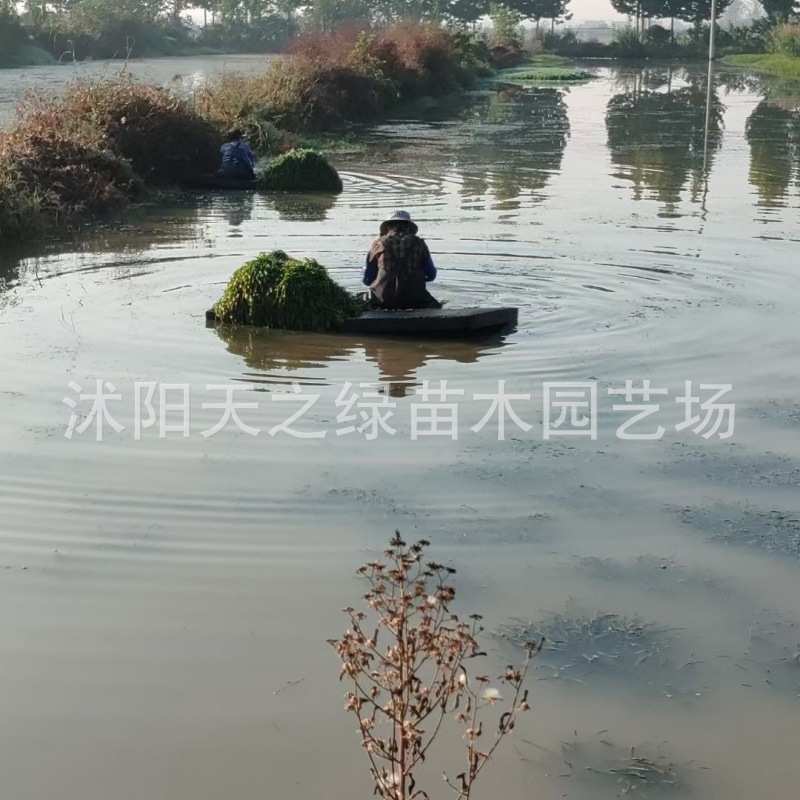 水培水生花卉美人蕉旱伞草水竹再力花黄菖蒲千屈菜苗池塘湿地植物