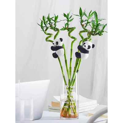 富贵竹水培植物转运竹水养室内桌面绿植水养盆栽观音竹四季好养
