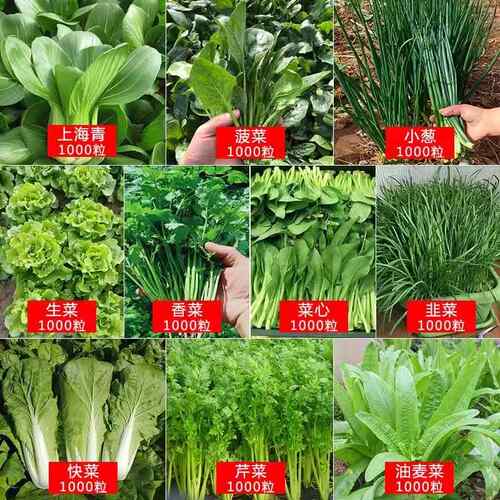 蔬菜种子大全四季青白菜生菜莴笋芹萝卜香葱秋天园艺用品种菜种籽