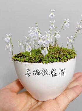 小白兔狸藻-Utricularia sandersonii（纯种小白兔非小蓝兔）