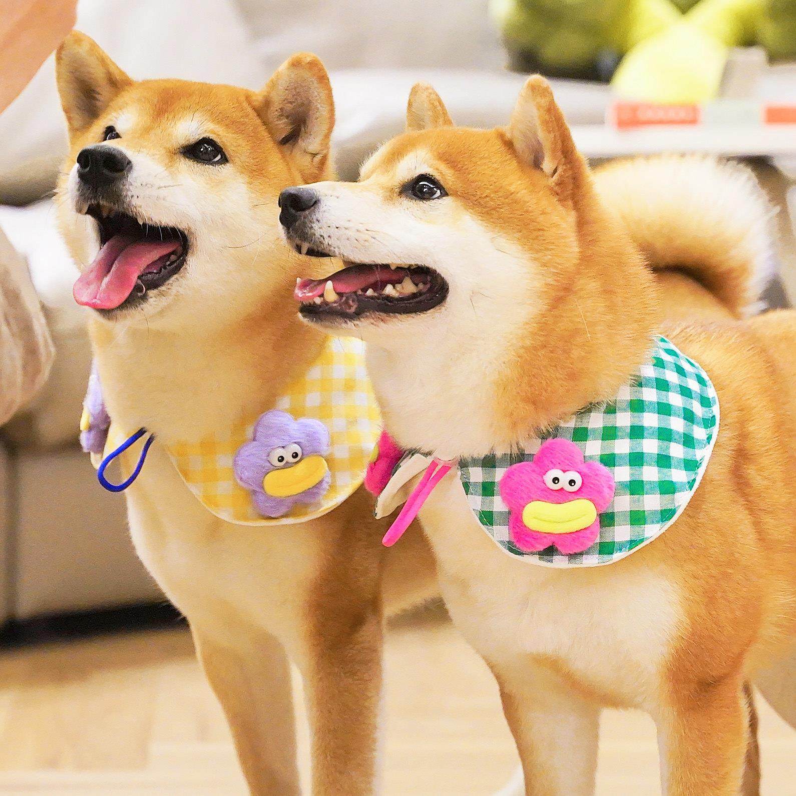 狗狗可爱花朵围脖宠物围兜三角领巾口水巾可调节柴犬围巾柯基配饰,宠物/宠物食品及用品,围巾/口水巾,淘宝优惠券,粉丝福利购,淘宝优惠卷