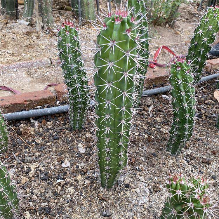 狂刺仙人柱属 伏地魔仙人柱 Machaerocereus eruca开花仙人掌植物
