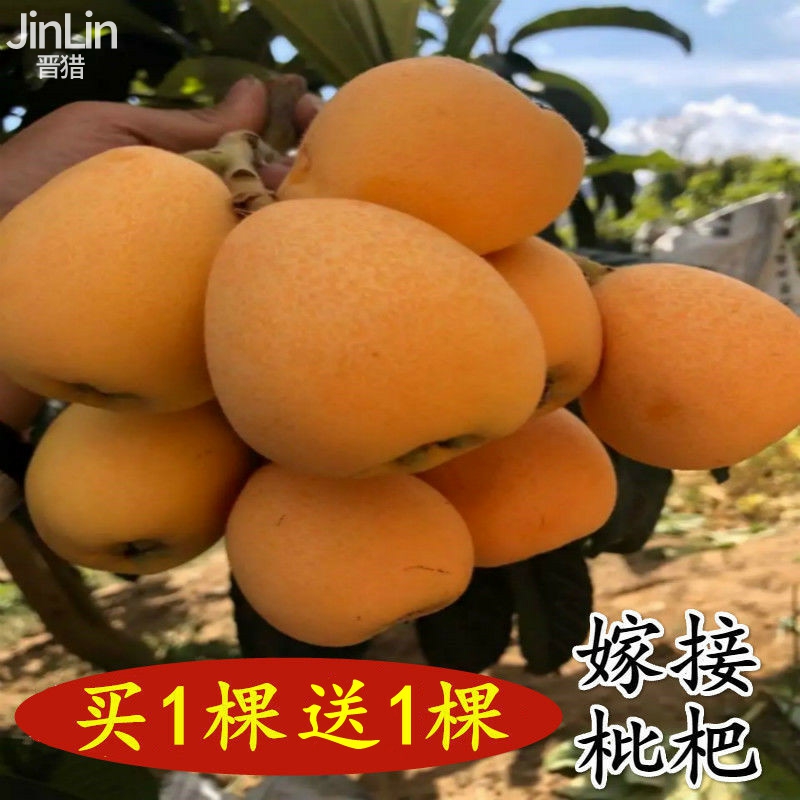 枇杷树苗正宗无核枇杷苗耐寒耐旱庭院北方南方种植当年结果盆栽