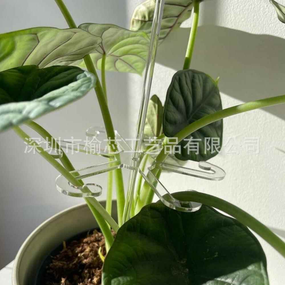 亚克力植物生长支撑支架 给花草植物提供额外的支撑 帮助植物生长