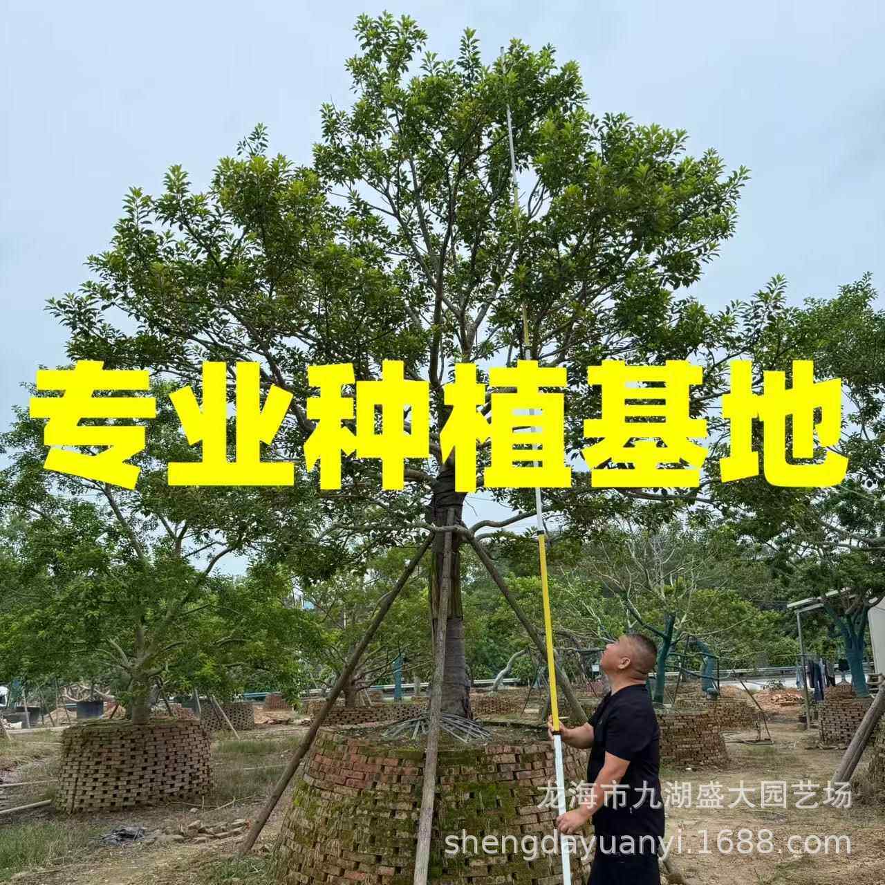 上海全冠龙爪红果冬青庭院树铁冬青价格丛生造型红果冬青