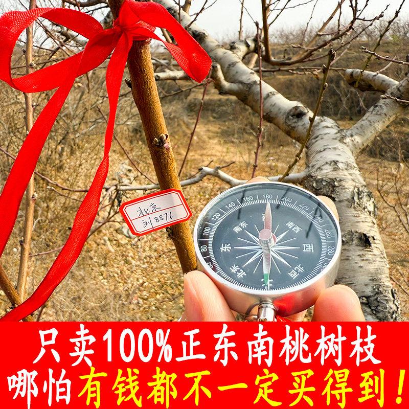 100%正东南老桃木段桃木棍桃树枝桃木枝五色绳随身婴儿真桃木挂件