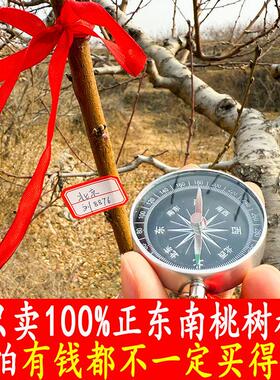 100%正东南老桃木段桃木棍桃树枝桃木枝五色绳随身婴儿真桃木挂件