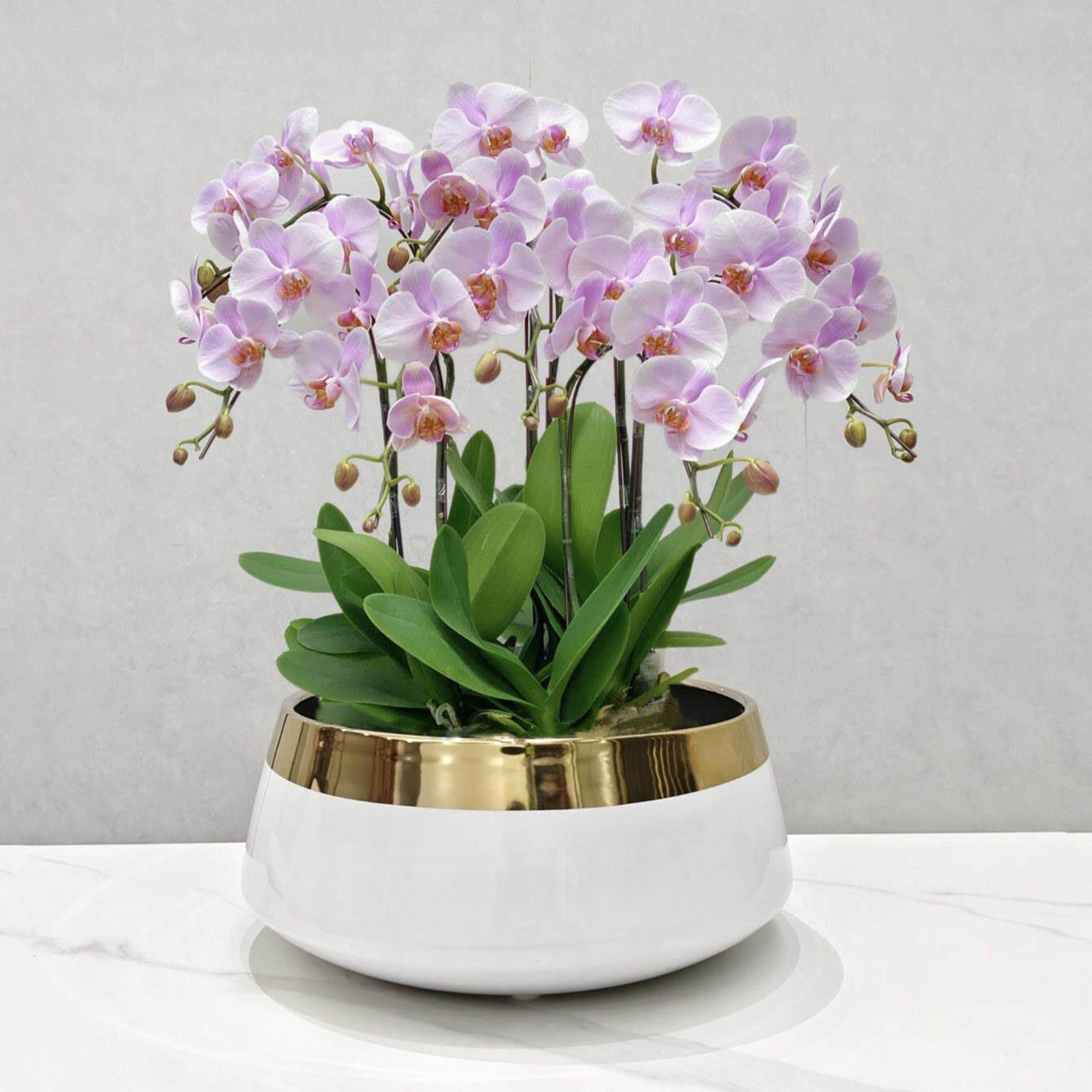 蝴蝶兰花盆电镀金色专用大口径客厅水仙水培花盆陶瓷北欧轻奢网红