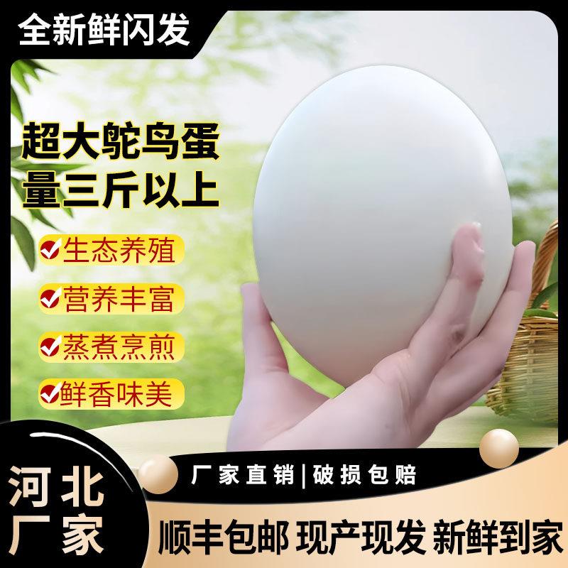 顺丰包邮超大鸵鸟蛋食用新鲜美味三斤以上端午节中秋节过年送礼盒