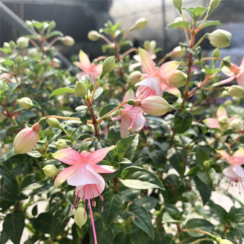 倒挂金钟盆栽 灯笼花花苗阳台花卉带花苞吊金钟吊钟海棠吊兰包邮