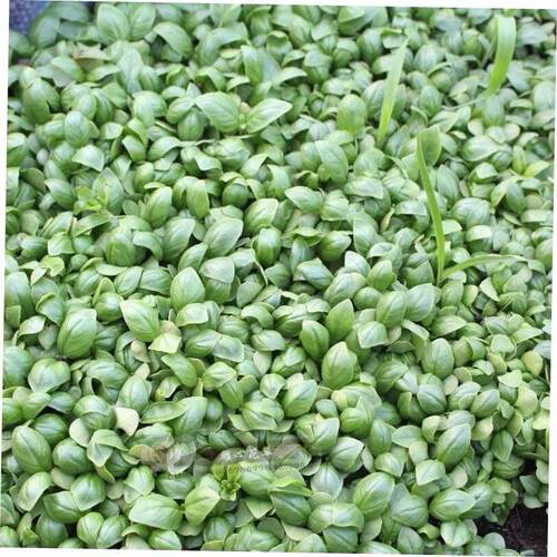 促销 Basil plant with clove sweet Italian basil herb绿植 1
