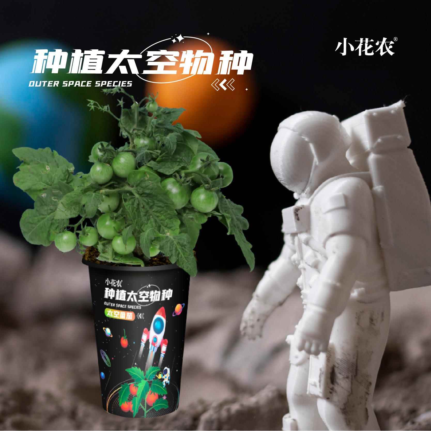 小花农种植超级太空物种太空南瓜桌面植物儿童DIY观察植物