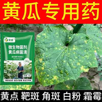 黄瓜专用杀菌剂黄叶枯萎