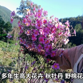 花卉种子种根秋牡丹多年生宿根野棉花打破碗碗花观赏花苗盆栽地栽