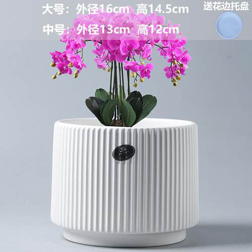 TEMU蝴蝶兰亚马逊代发花盆花瓶