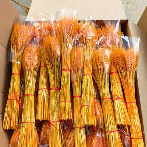 大麦麦穗干花开业大麦麦穗整箱永生麦穗