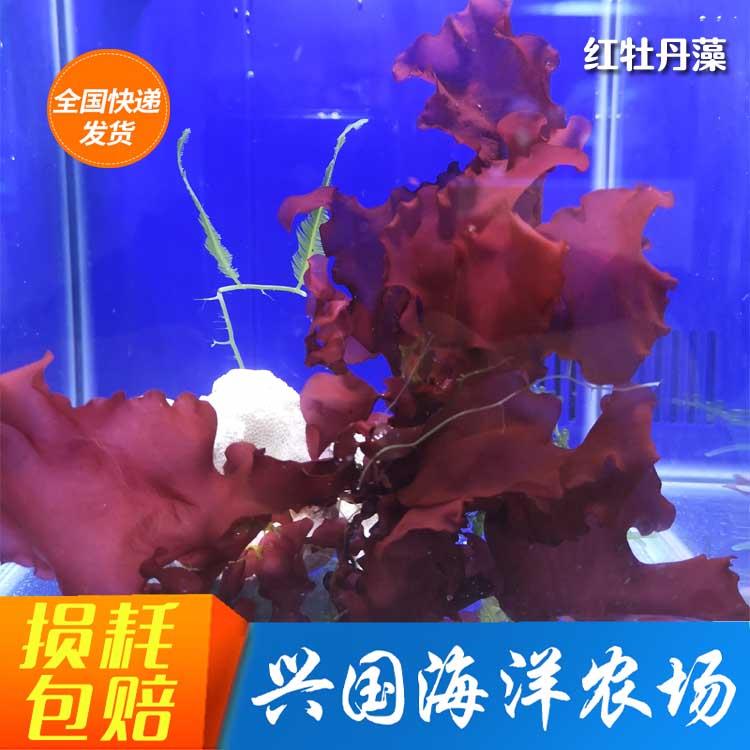 红牡丹藻 海水鱼缸红色海藻观赏活体去除NO3 PO4藻缸海缸造景水藻