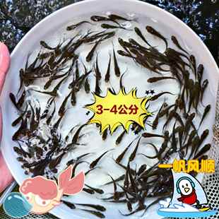 活体饲料鱼高营养喂乌龟喂六角喂红龙活钓饵品种随机广东发货包邮