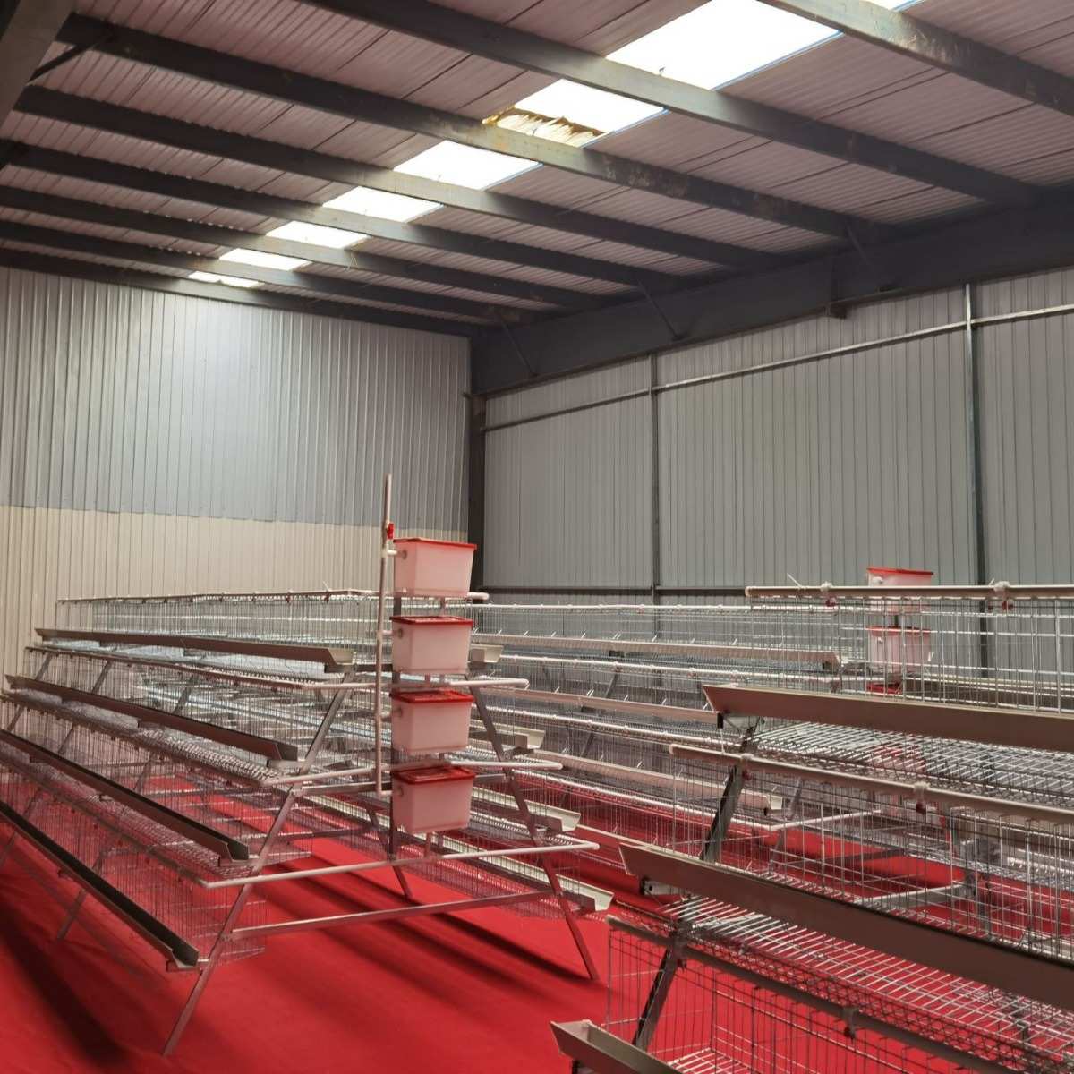 四层四门阶梯蛋鸡笼养鸡场热镀锌养殖笼层叠式厂家直供可供外贸