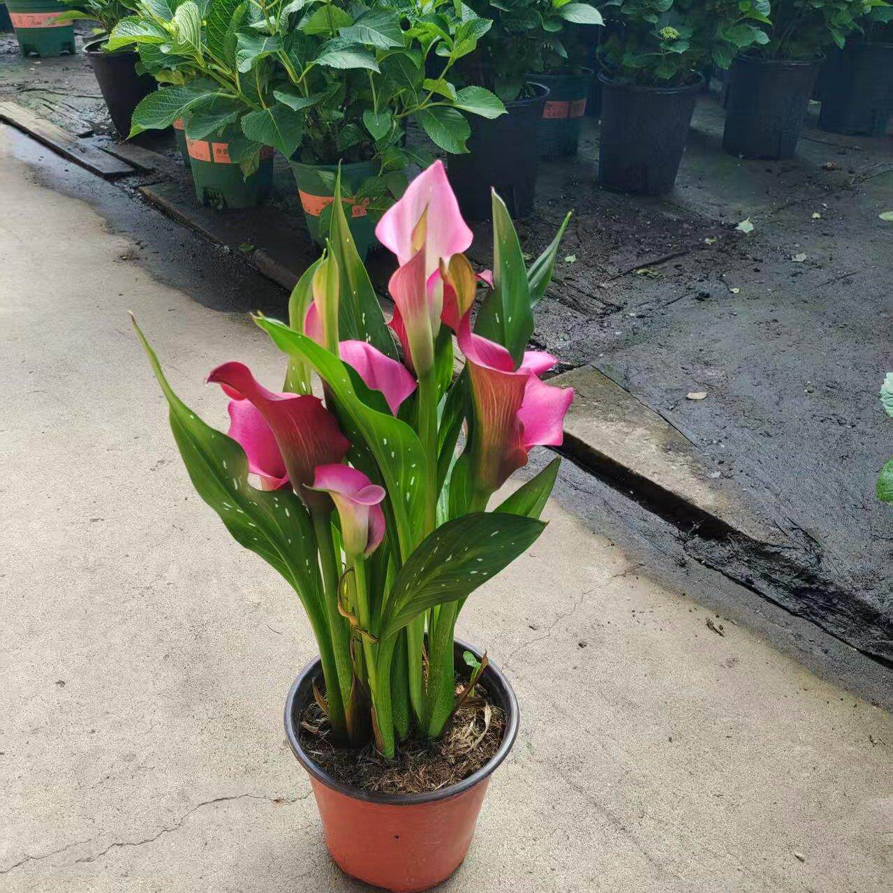 进口彩色马蹄莲种球盆栽四季好养室内阳台庭院花卉带花多年生植物