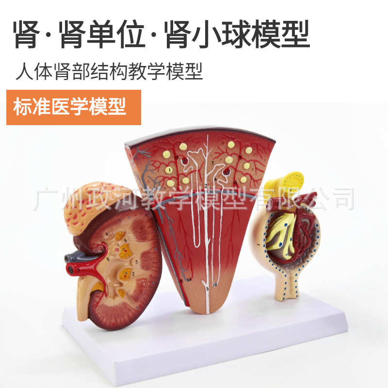 肾小球模型泌尿系统解剖结构人体肾模型肾脏模型肾与肾部内脏模型