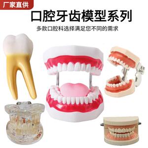 牙护理保健模型放大6倍大号牙齿清洁教学模具可拆卸口腔护理牙模