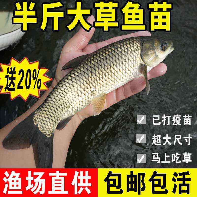 特大草鱼苗淡水养殖食用活体冷水观赏鱼脆皖鱼饵料鱼草鱼鱼苗