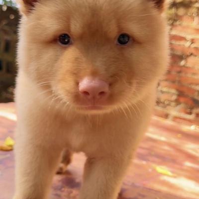 土松幼犬农村幼崽萌宠包邮看家狗护主狗中型犬狩猎犬广西土狗可爱