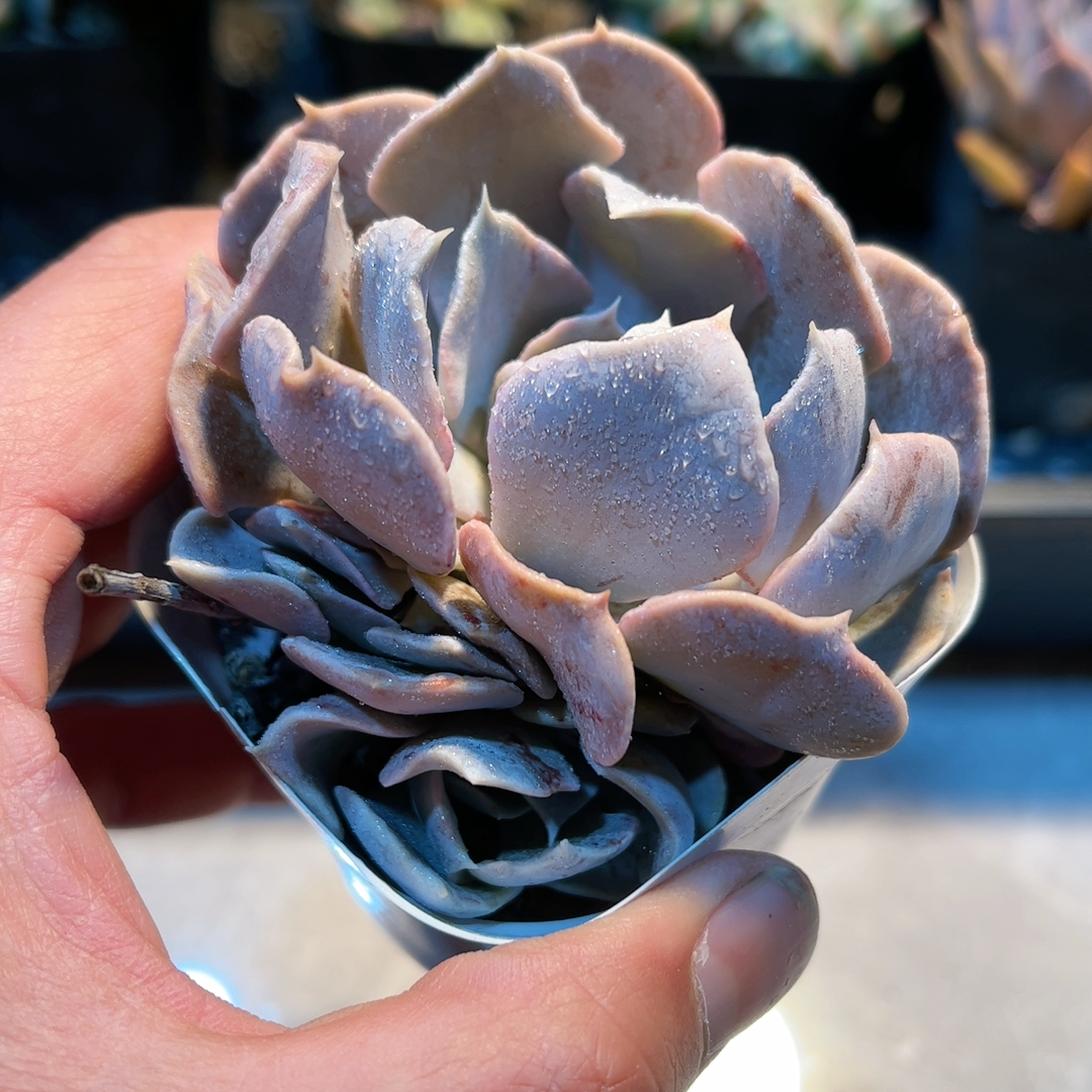 29多肉38包邮天鹅湖1