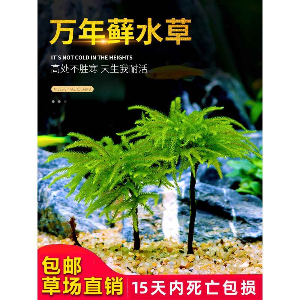 鱼缸水草鱼草万年藓水草活体耐活耐低温苔藓鱼缸水族箱生态瓶造景 节庆用品/礼品 路引 原图主图