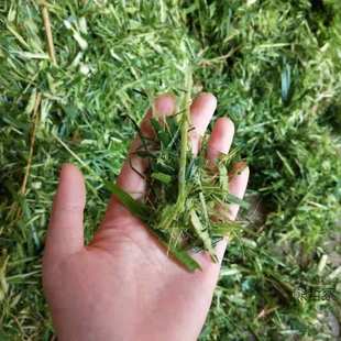 小型秸秆铡草机干湿两用稻草粉碎切草机家用220V畜牧养殖输送带