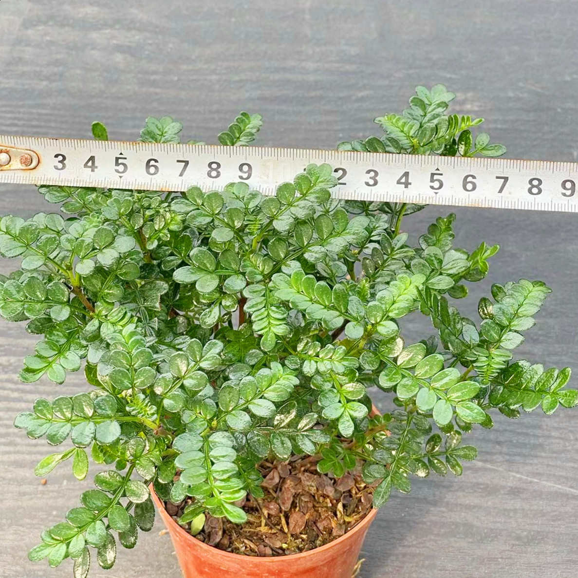 胡椒木老桩植物盆栽驱蚊清香木造型悬崖桩阳台造景防虫花卉小绿植