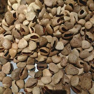 手工果壳DIY风铃材料包老树排钟果壳声梁制作手铃手铃伴奏乐器