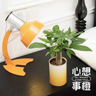 非正式植物心想事橙办公桌面发财工位客厅卧室好养送朋友绿植礼物