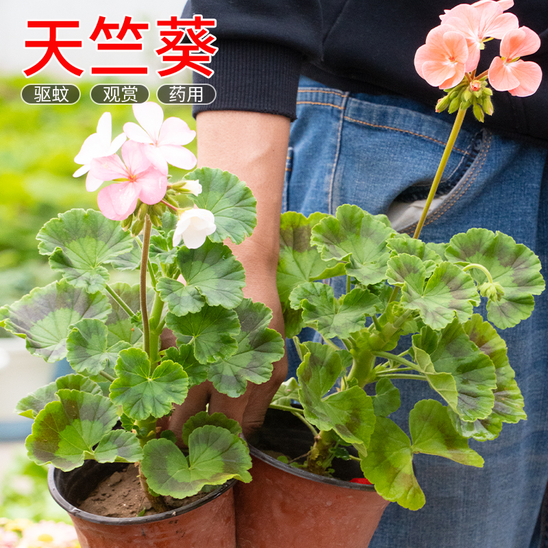 大花天竺葵花苗驱蚊草盆栽直立单瓣花卉室内阳台好养四季绿植