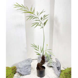 绿树装饰德植摆件盆栽橱窗室内宝落地假仿真客厅苏铁