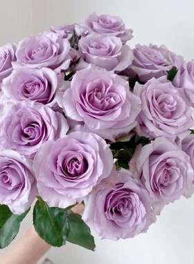 顺丰冷链A级海洋之歌玫瑰浅紫色玫瑰花鲜花云南昆明直发