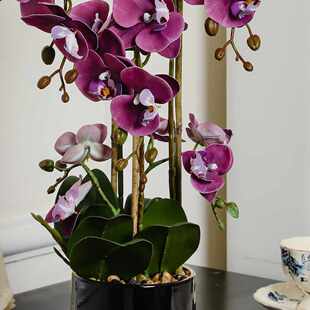 仿真花蝴蝶兰盆栽带花剑米歇尔红色兰花花瓣结婚高档仿真成品造型