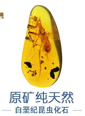 缅甸纯天然蜜蜡原石原矿虫珀白垩纪松枝琥珀昆虫标本化石科普收藏