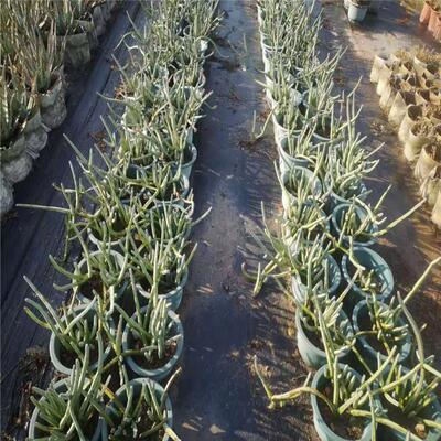 大花蛇鞭柱无刺大戟科室内蛇鞭柱花卉沙漠植物夜皇后垂吊藤本