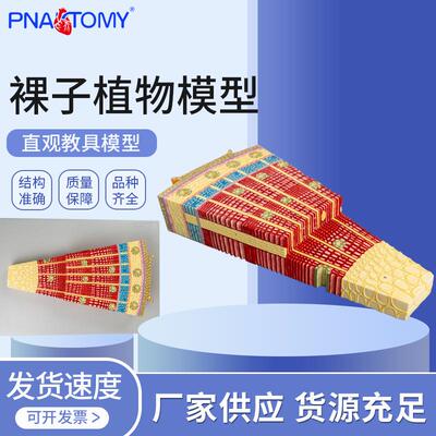 裸子植物模型 中央维管柱 次生韧皮部 次生木质部 结构