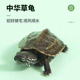 小乌龟活物中华草龟活体墨龟外塘长寿龟宠物观赏龟水金线龟草龟苗