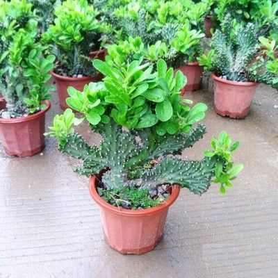 多肉植物玉麒麟盆栽花卉仙人掌麒麟掌带叶子盆栽室内多肉净化空气