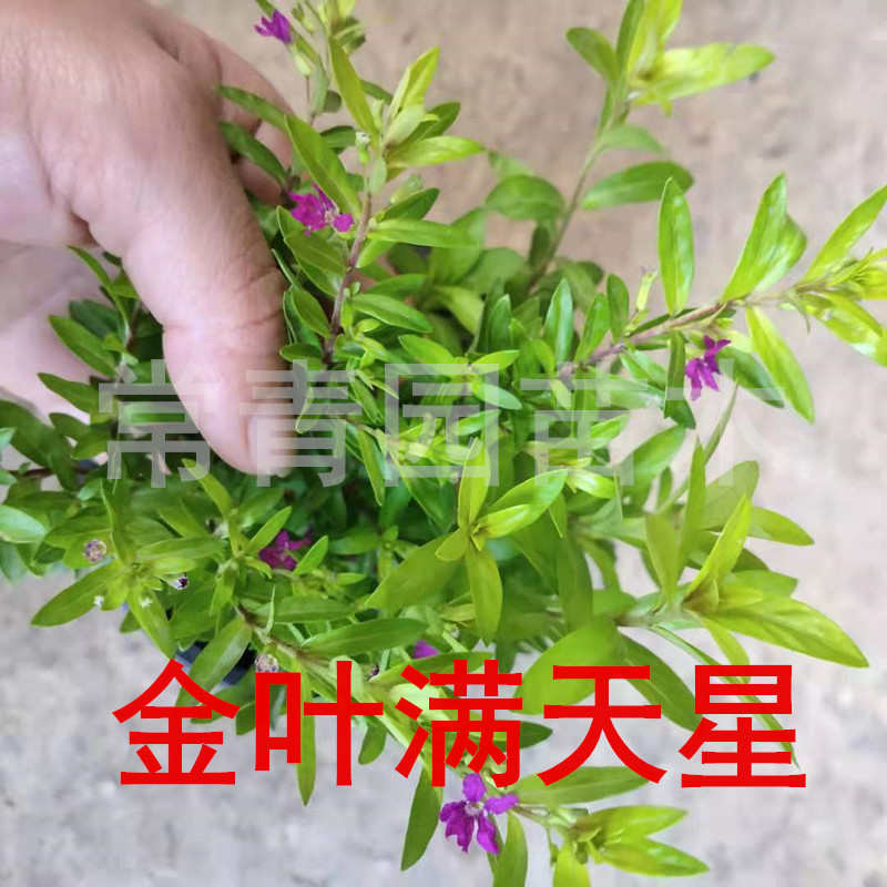 耐热满天星花苗细叶萼距花红花满天星别墅园林绿化苗庭院花卉杯苗