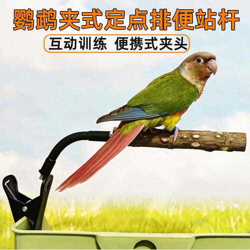 花椒木站杆鹦鹉定点排便站架训练专用玄凤牡丹小太阳鸟用垃圾桶马