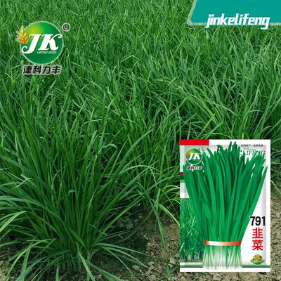 791 white root chive seeds, old farm variety of Chinese cab