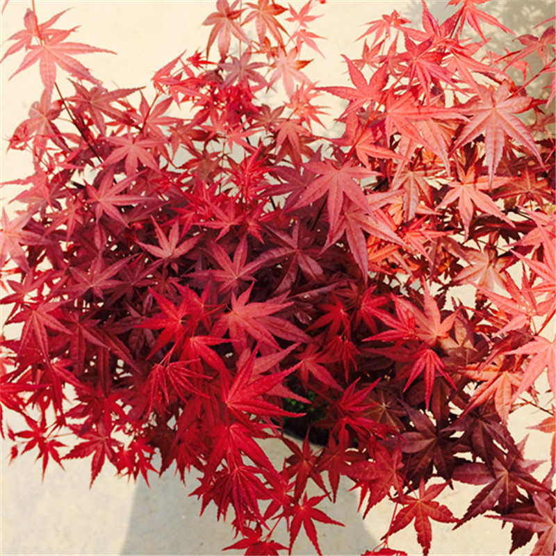 红枫树苗 名贵的庭院绿化苗木 红枫 植物 盆栽 盆景