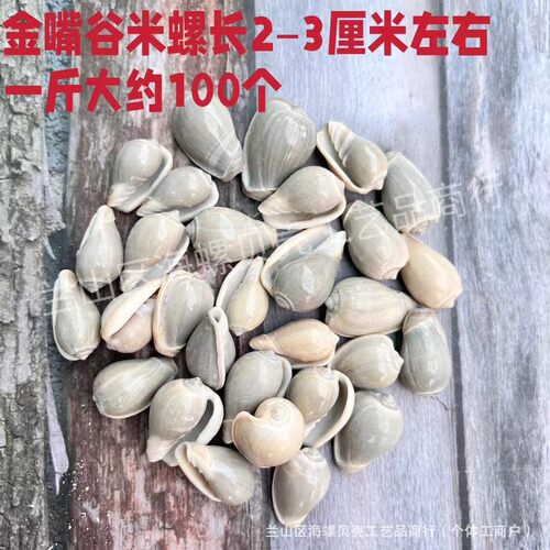然宝螺钿螺贝按壳海螺斤批微观文创工天艺品di景y手工材料.