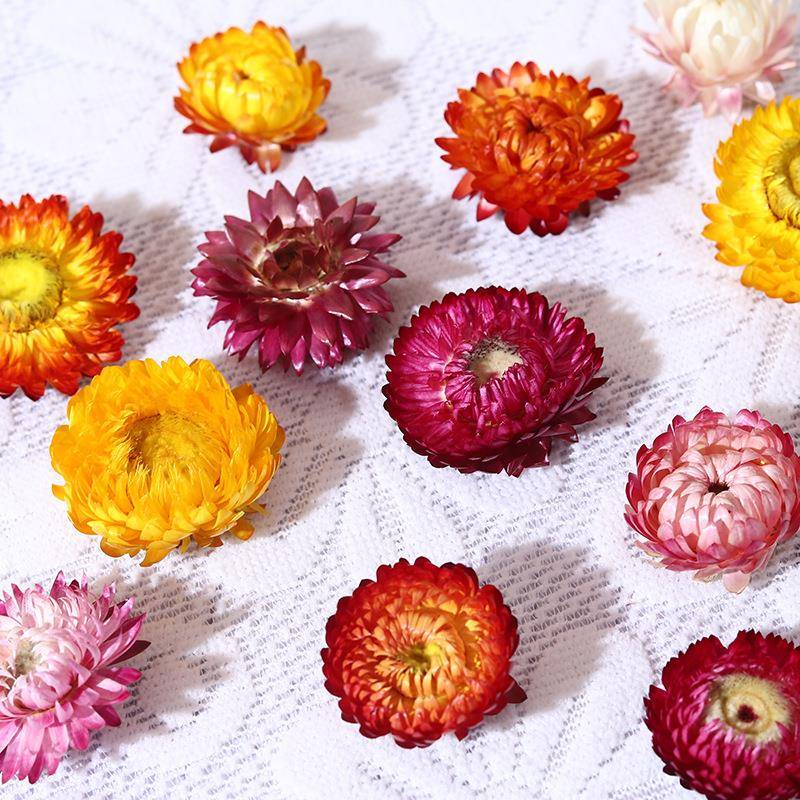 新款直销云南麦秆菊干花花头DIY材料相框装饰小雏菊真花花材永生